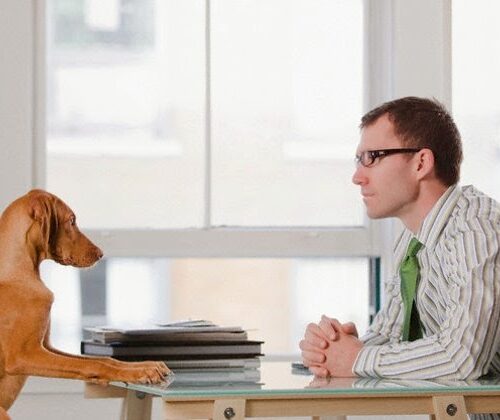 Llevar a tu perro o mascotas a tu oficina puede traerte beneficios terapéuticos