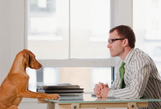 Llevar a tu perro o mascotas a tu oficina puede traerte beneficios terapéuticos