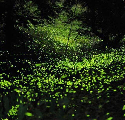 Santuario de Luciérnagas en Tlaxcala, millones de luces volando sobre tu cabeza