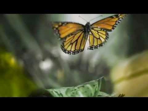 Reseña del documental El Vuelo de la Mariposa Monarca