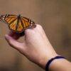 Mapa y ubicación de santuarios para ver mariposas monarca en México
