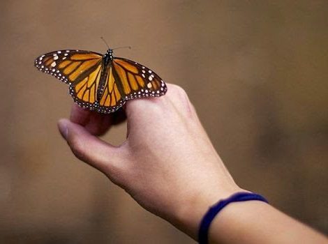 Mapa y ubicación de santuarios para ver mariposas monarca en México