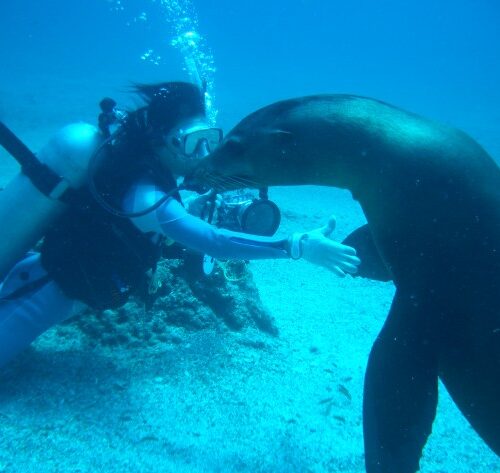 isla espiritu santo mar cortes