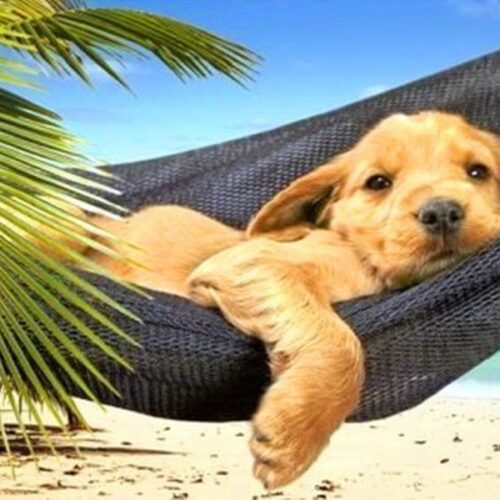 hoteles hospedaje mascota petfriendly