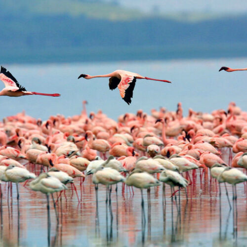 celestun yucatan que hacer como llegar