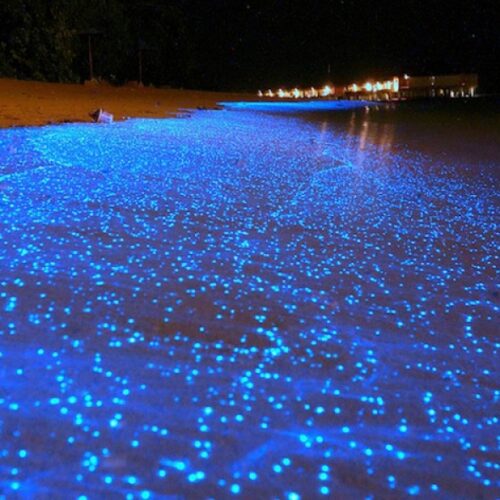 playas bioluminiscencia mexico cuales son donde estan