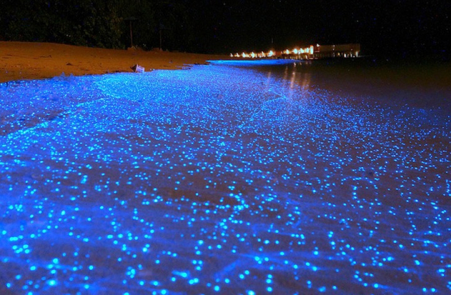 playas bioluminiscencia mexico cuales son donde estan