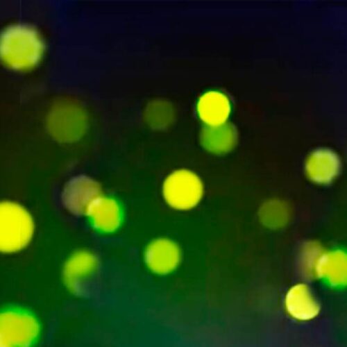 tour luciernagas tlaxcala