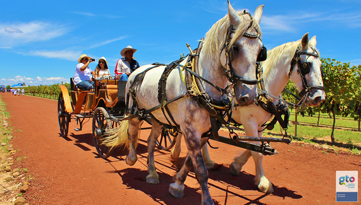 viñedo cuna tierra guanajuato