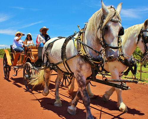 viñedo cuna tierra guanajuato
