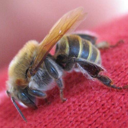 abejas meliponas no pican yucatan