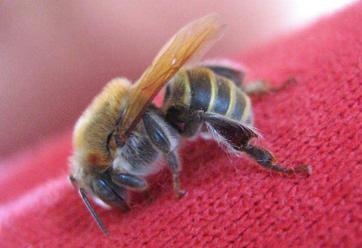 abejas meliponas no pican yucatan