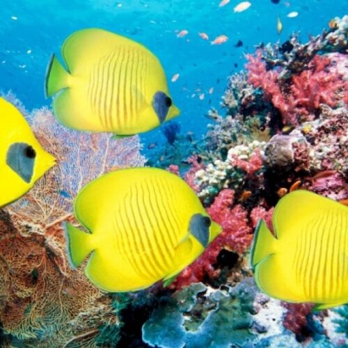 cuales son areas naturales protegidas mexico