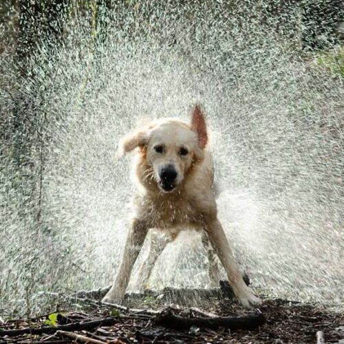 parques petfriendly divertirte perro