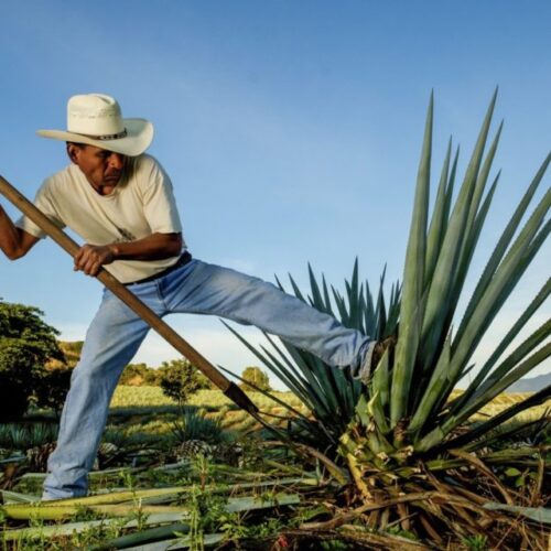 oaxaca sabor gastronomia mezcal cultura
