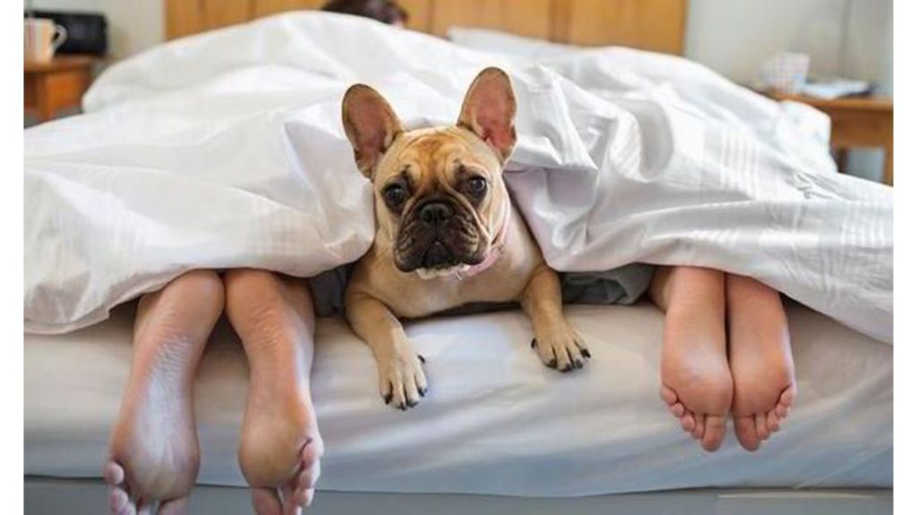 hoteles petfriendly viajar mascotas