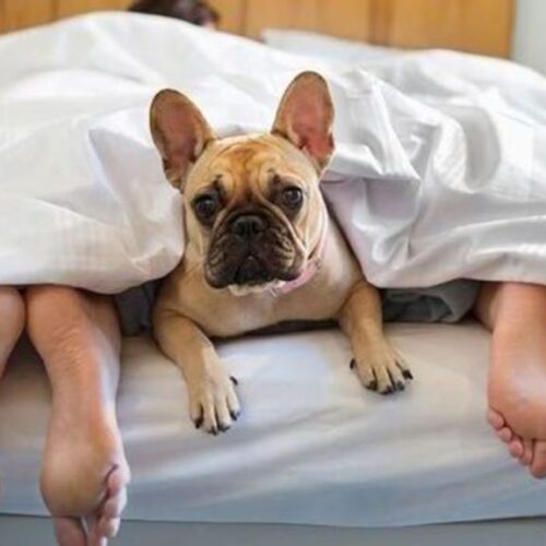 hoteles petfriendly viajar mascotas