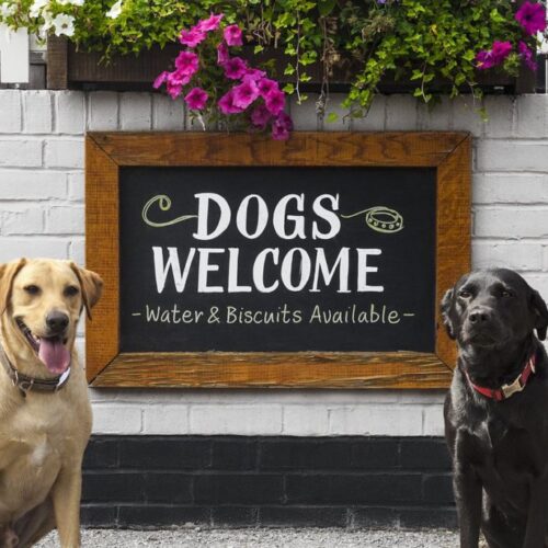 destinos pet friendly petfriendly mexico
