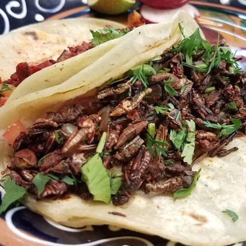 que insectos se comen en mexico