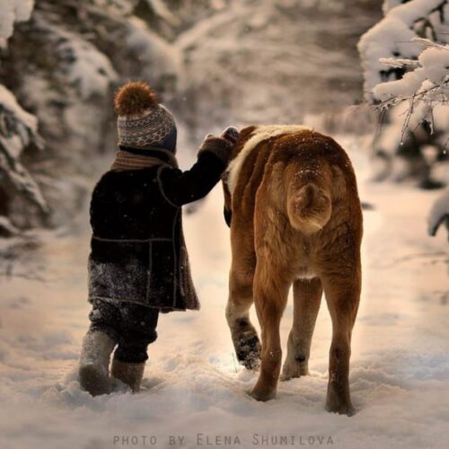 tips cuidar perro mascota viajes invierno