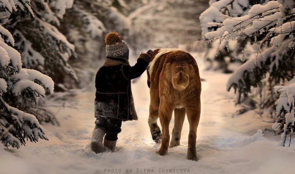 tips cuidar perro mascota viajes invierno