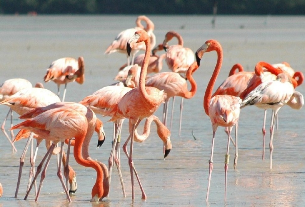 Celestún de las mejores playas de México