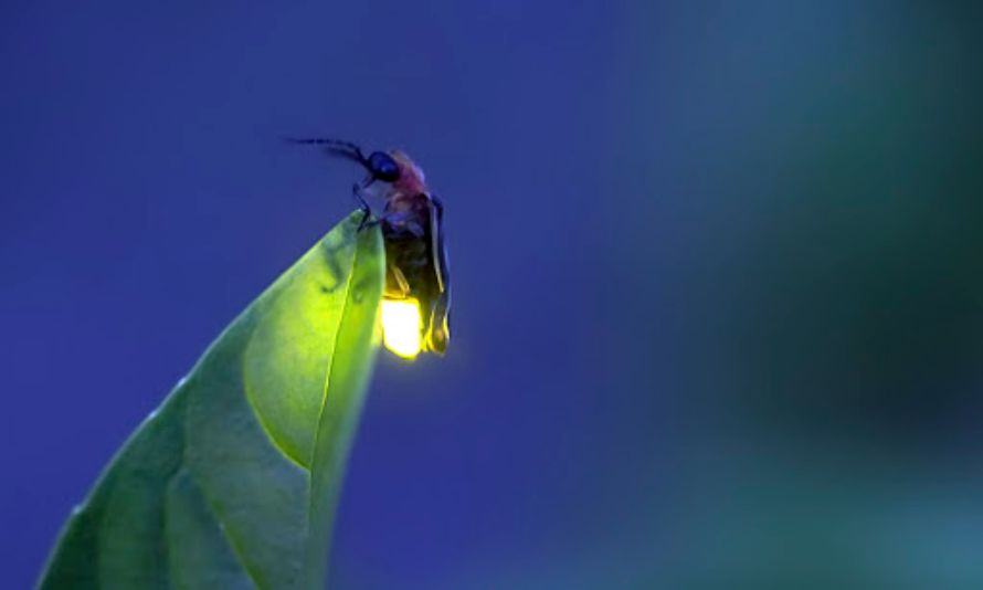 Por que brillan las luciérnagas