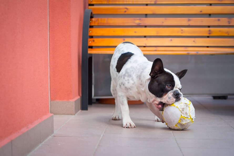 Actividades para peludos: Juego para perros con la pelota 