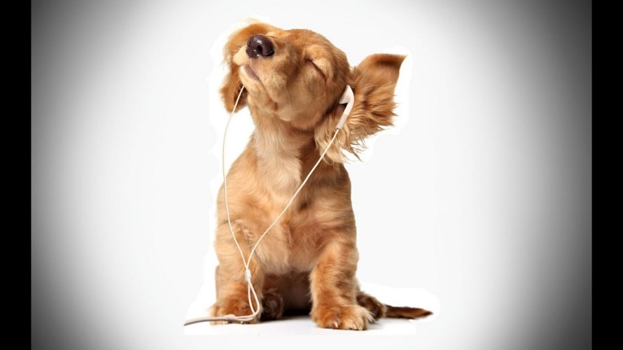 Algo relajante: Musicoterapia para perros