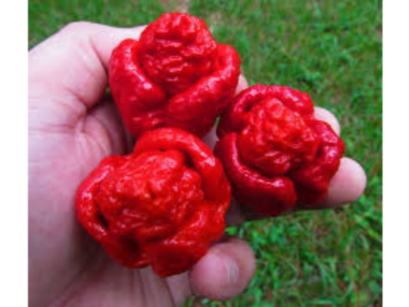 Trinidad Moruga Scorpion