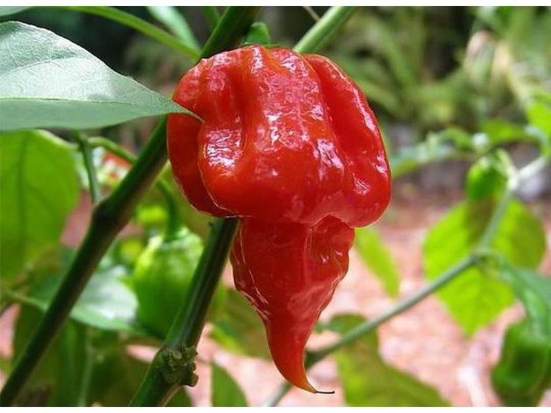 Trinidad Scorpion Butch T