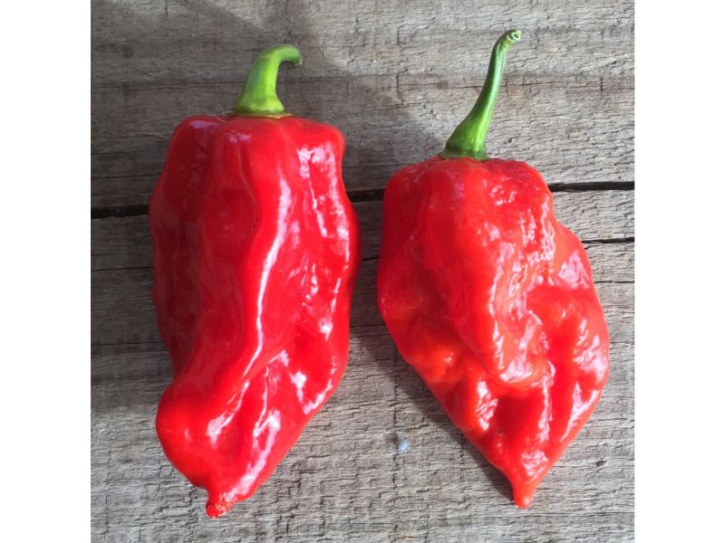 Bhut Jolokia