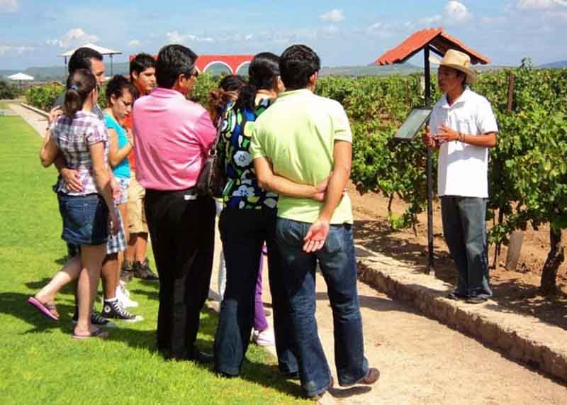 Tour viñedos queretaro