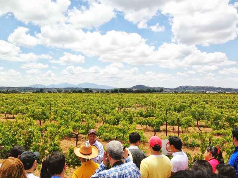 Ruta del vino Querétaro La Redonda