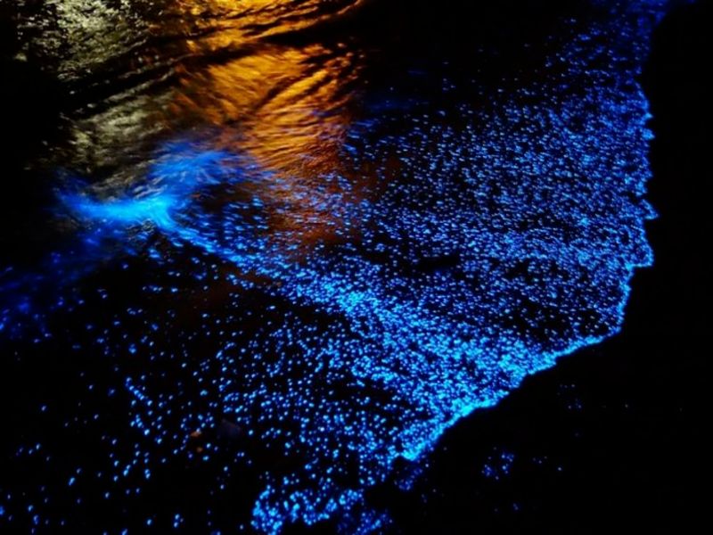Playas bioluminiscentes en México: Holbox 