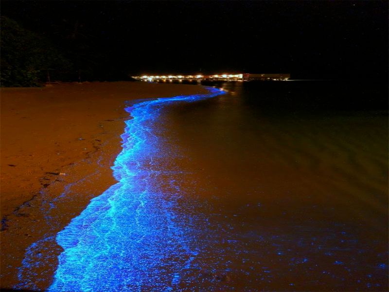 Playas bioluminiscentes en México: Bucerias Nayarit 