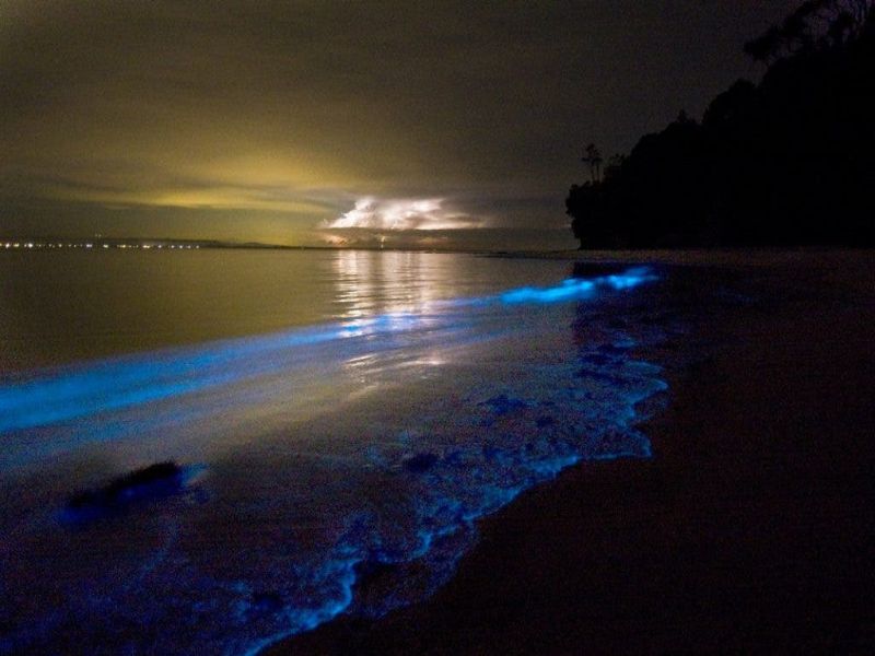 Por que es especial una Playa Bioluminiscente