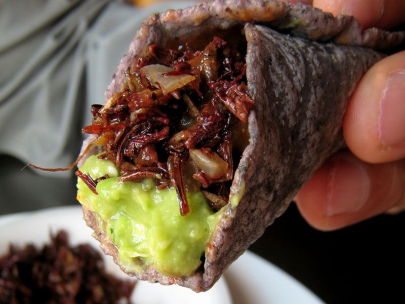 Gastronomía de Morelos: Tacos de Chapulín 