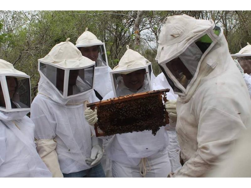 Qué hacer en Yucatán apicultura