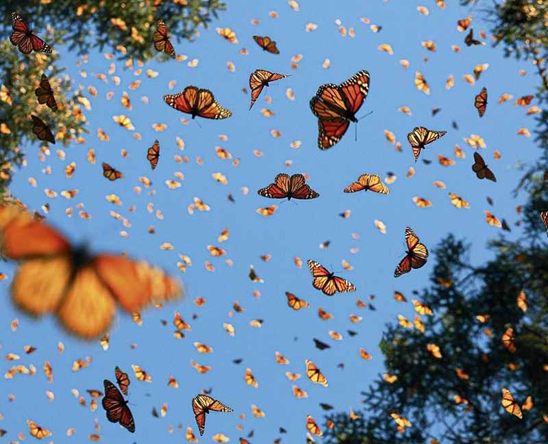 Alegrarse Mecánico término análogo Mariposa Monarca la “Matusalén” Conóce a esta viajera incansable
