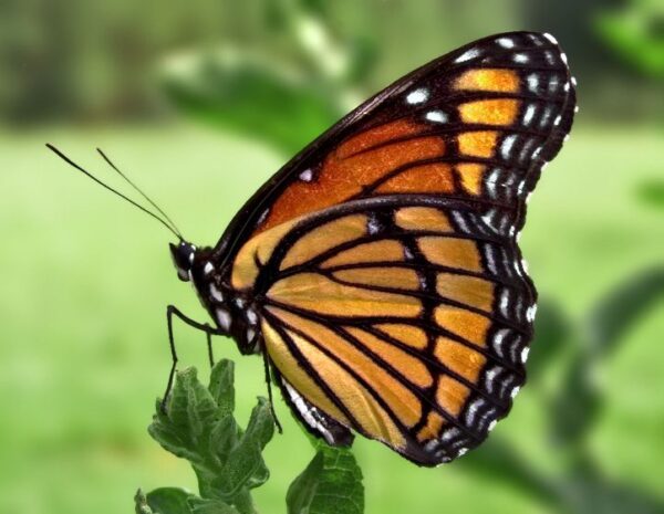 mariposa monarca el rosario