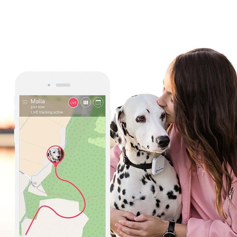 Localiza a tu perro en todo momento con un microchip GPS - Agps