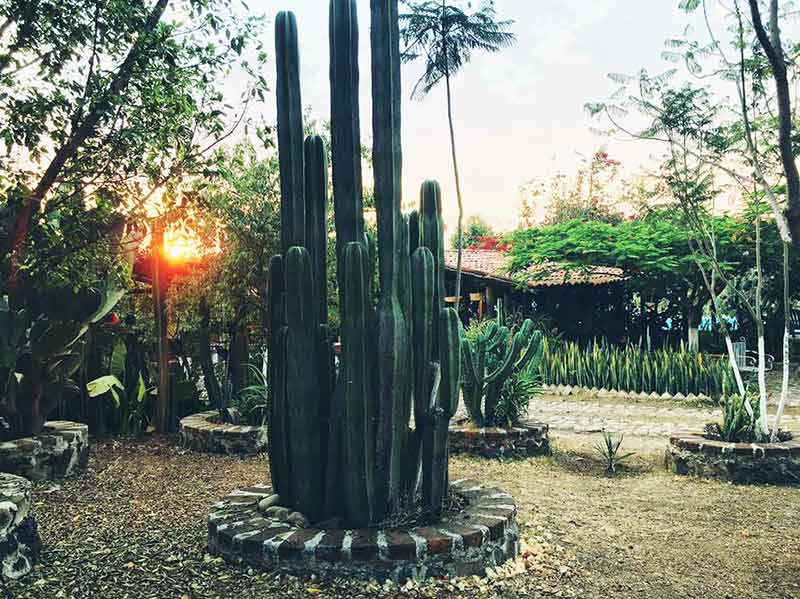 Rancho La Cumbre Irapuato cactus