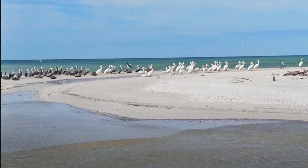 Aves Migratorias en Reserva Estatal El Palmar en Sisal, Yucatán.