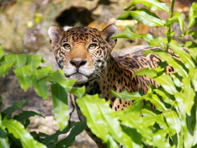 Isla de los jaguares.