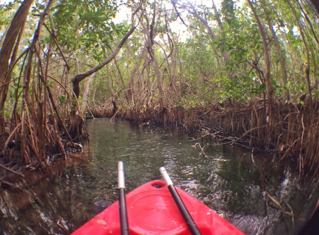 Paseo en kayak en el manglar de Sisal, Yucatán. 