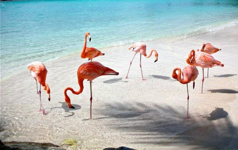 Playas de Yucatán: celestún