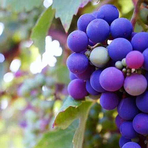 viñedos en queretaro