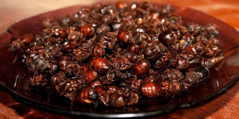 Hormigas culonas comida típica de colombia