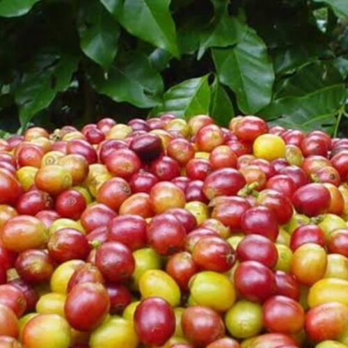 Ruta del Café Chiapas